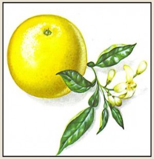 Essential Oil Blend Detoxifying (Grapefruit Geranium)-1