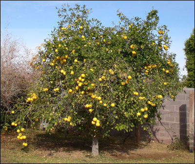 Essential Oil - Pink Grapefruit-4