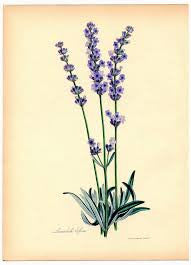 Essential Oil Blend Purifying (Cypress Lavender)-2