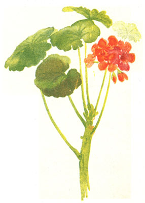Essential Oil Blend Detoxifying (Grapefruit Geranium)-3