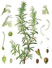 Essential Oil Blend Relieving (Eucalyptus Rosemary)-2